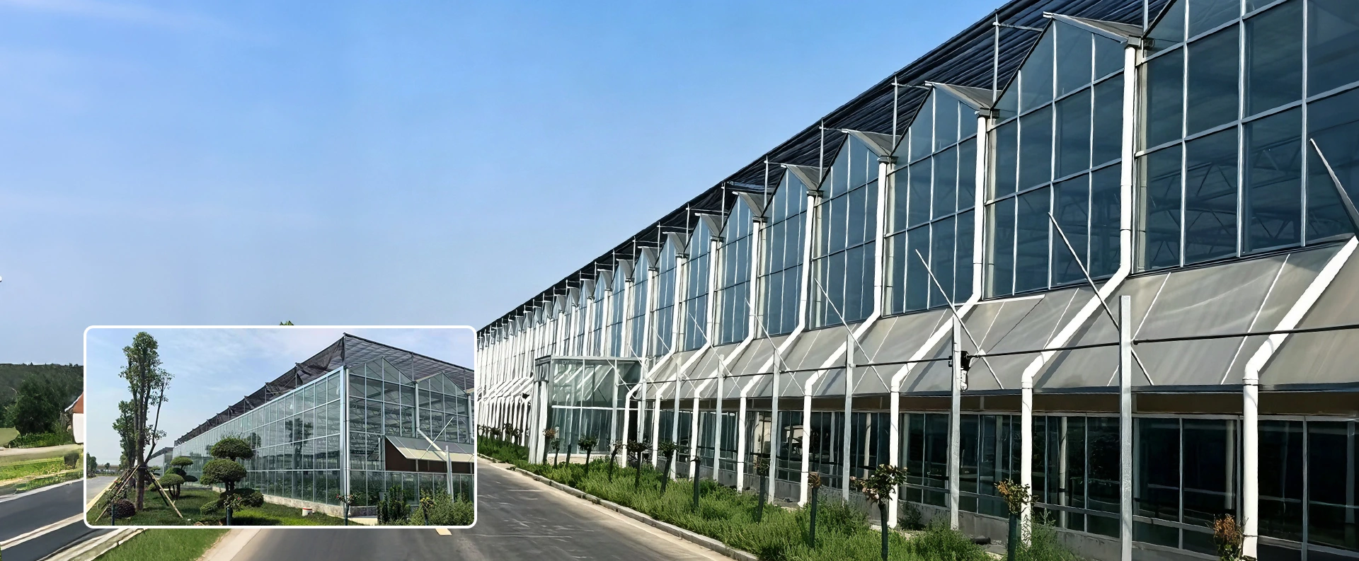 Usine de serres multi-travées en Chine