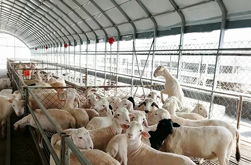 Que faut-il prendre en compte lors de la sélection des serres d’élevage pour les projets agricoles ?