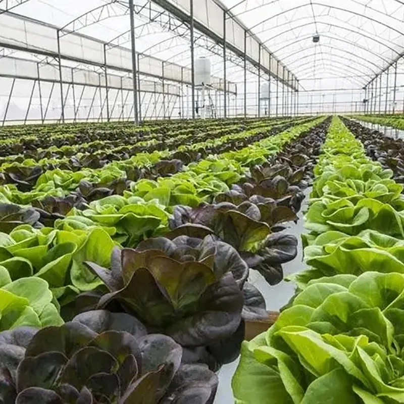 Serre multi-travées de cueillette écologique