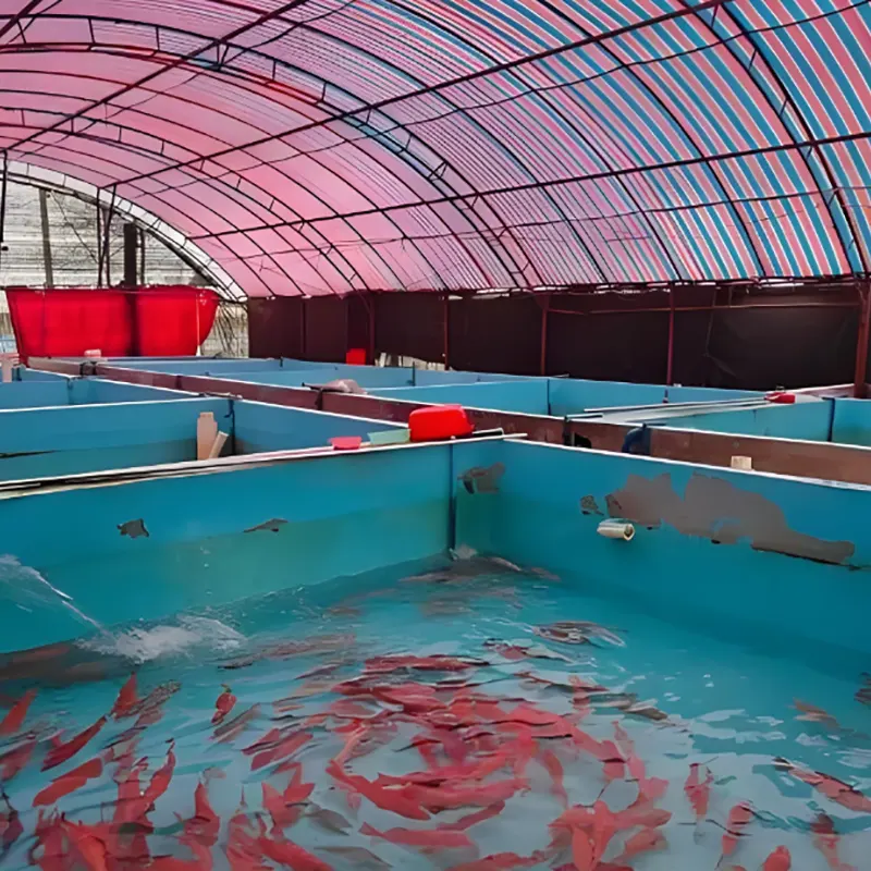 Fish Breeding Shed