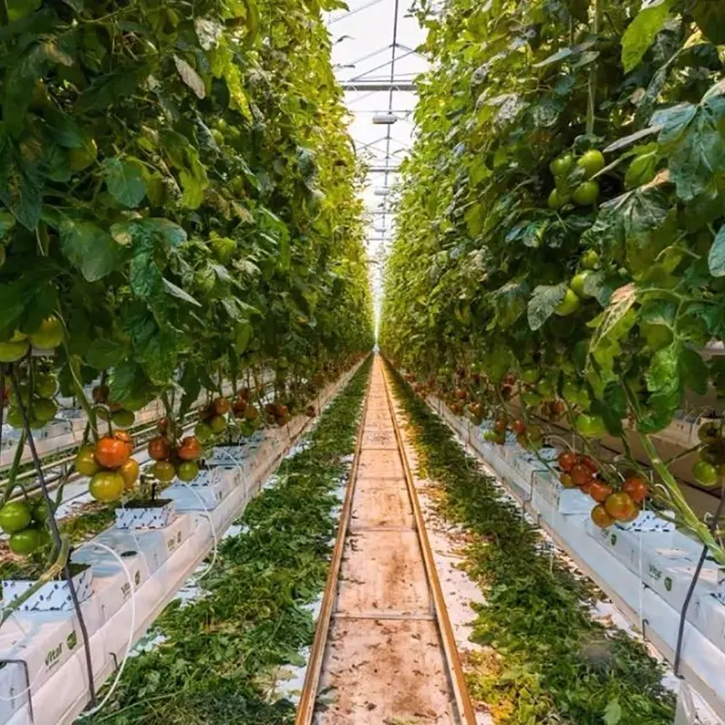 Fruit-Growing Multi-Span Greenhouse