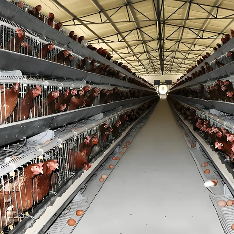 Hangar d'élevage de poules pondeuses