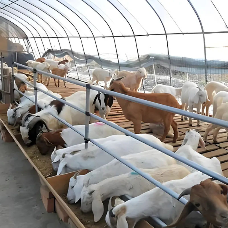 Hangar d'élevage de moutons