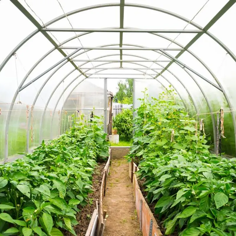 Serre multi-travées pour la culture de légumes